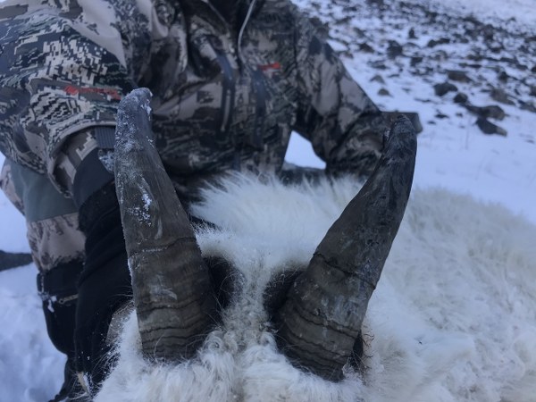 Mountain Goat Hunts in Kodiak Island, Alaska